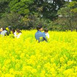 【東京景點】金黃色的油菜花田！濱離宮恩賜庭園迷人春日美景