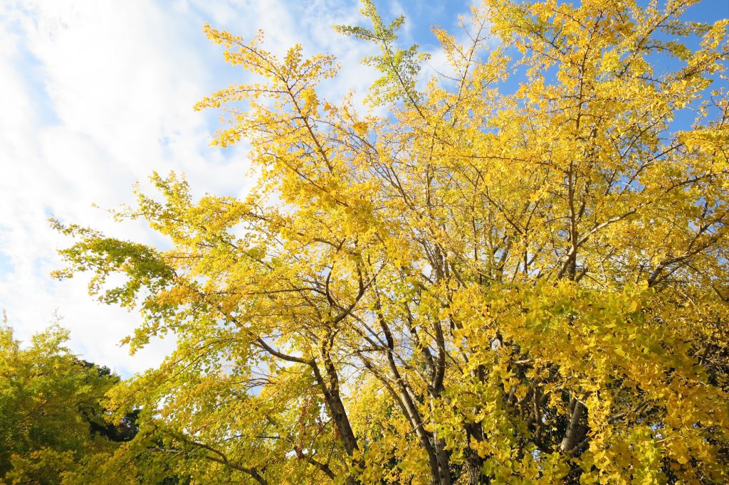 2019秋季必訪金黃色的絨毯！東京都內銀杏私藏景點11選 田園調布 銀杏並木