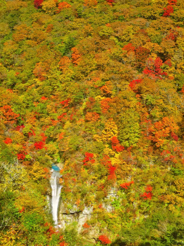 栃木那須｜平成之森公園秋季絕景「駒止之瀧」青藍白涓瀑布漸層楓葉