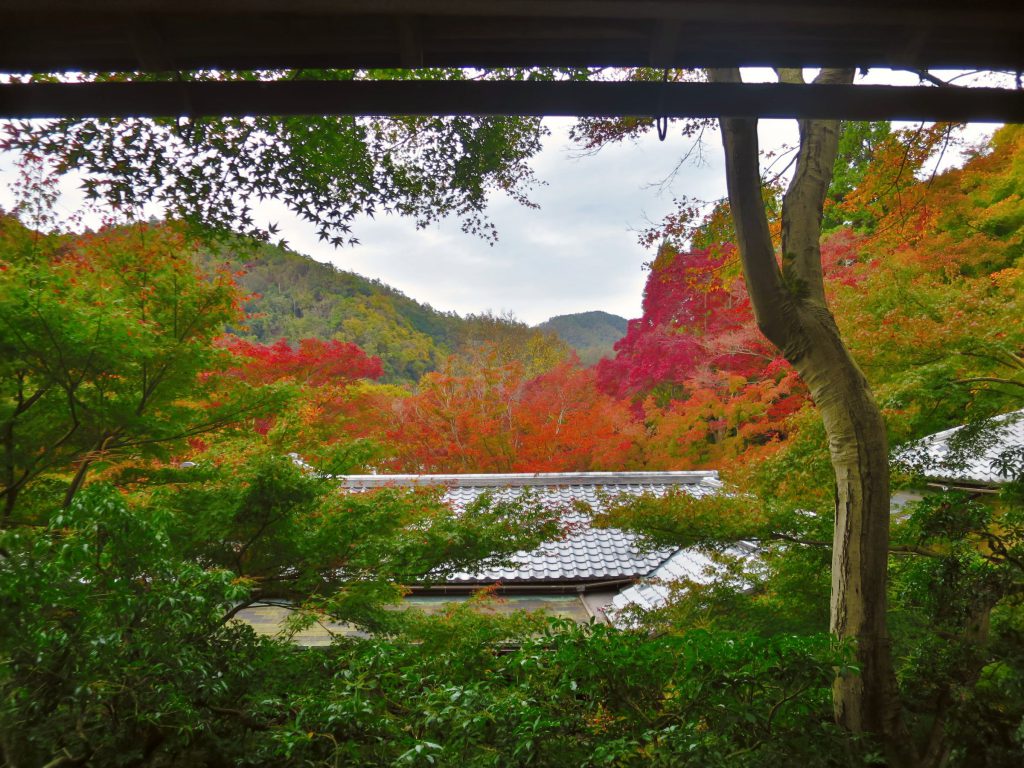 每年只開放2次！京都秋季賞楓景點：八瀨比叡山口「瑠璃光院」絕美紅葉窗景