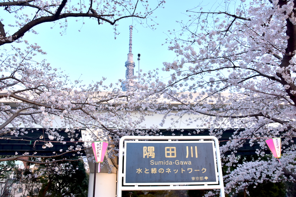 東京都內櫻花景點13選！景點介紹＋櫻花預測整理