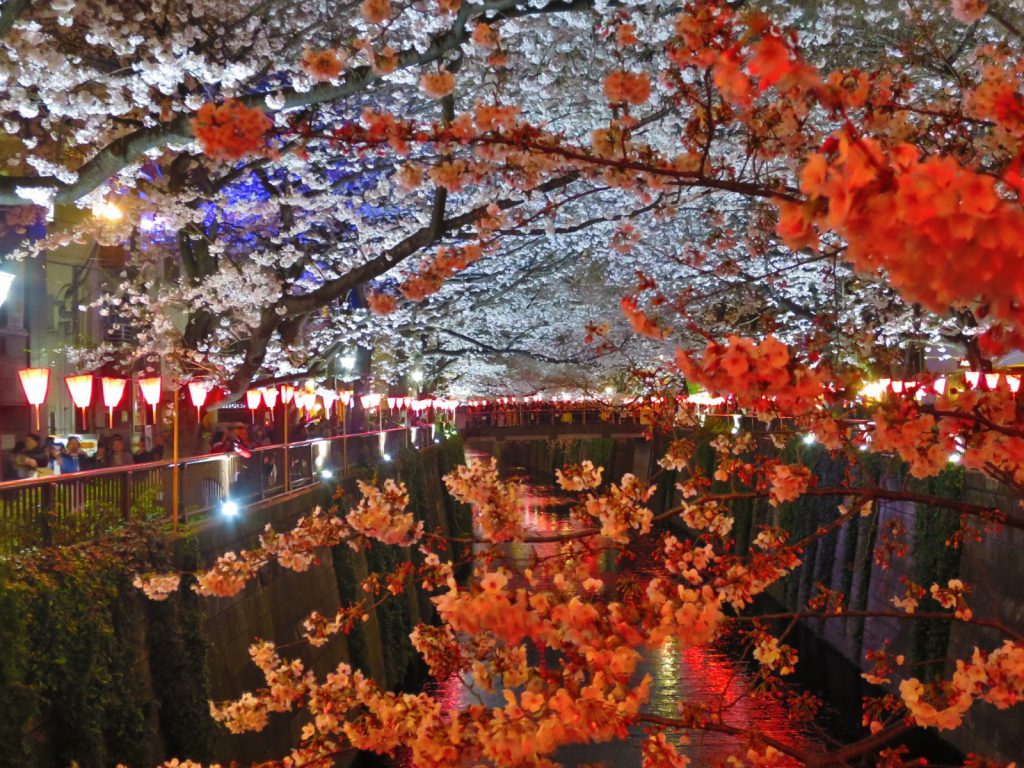 東京都內櫻花景點13選！景點介紹＋櫻花預測整理