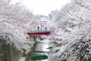 【東京私藏賞櫻景點】板橋石神井川！超過1,000棵櫻花並木