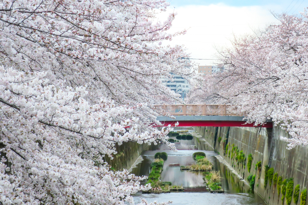 【東京私藏賞櫻景點】板橋十景石神井川！超過1,000棵櫻花並木