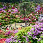 東京春季杜鵑花季一日遊：鹽船觀音寺＋梅の湯日歸溫泉