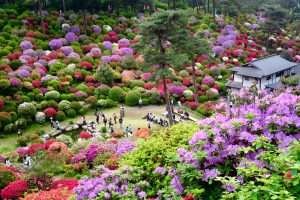 東京春季杜鵑花季一日遊：鹽船觀音寺＋梅の湯日歸溫泉