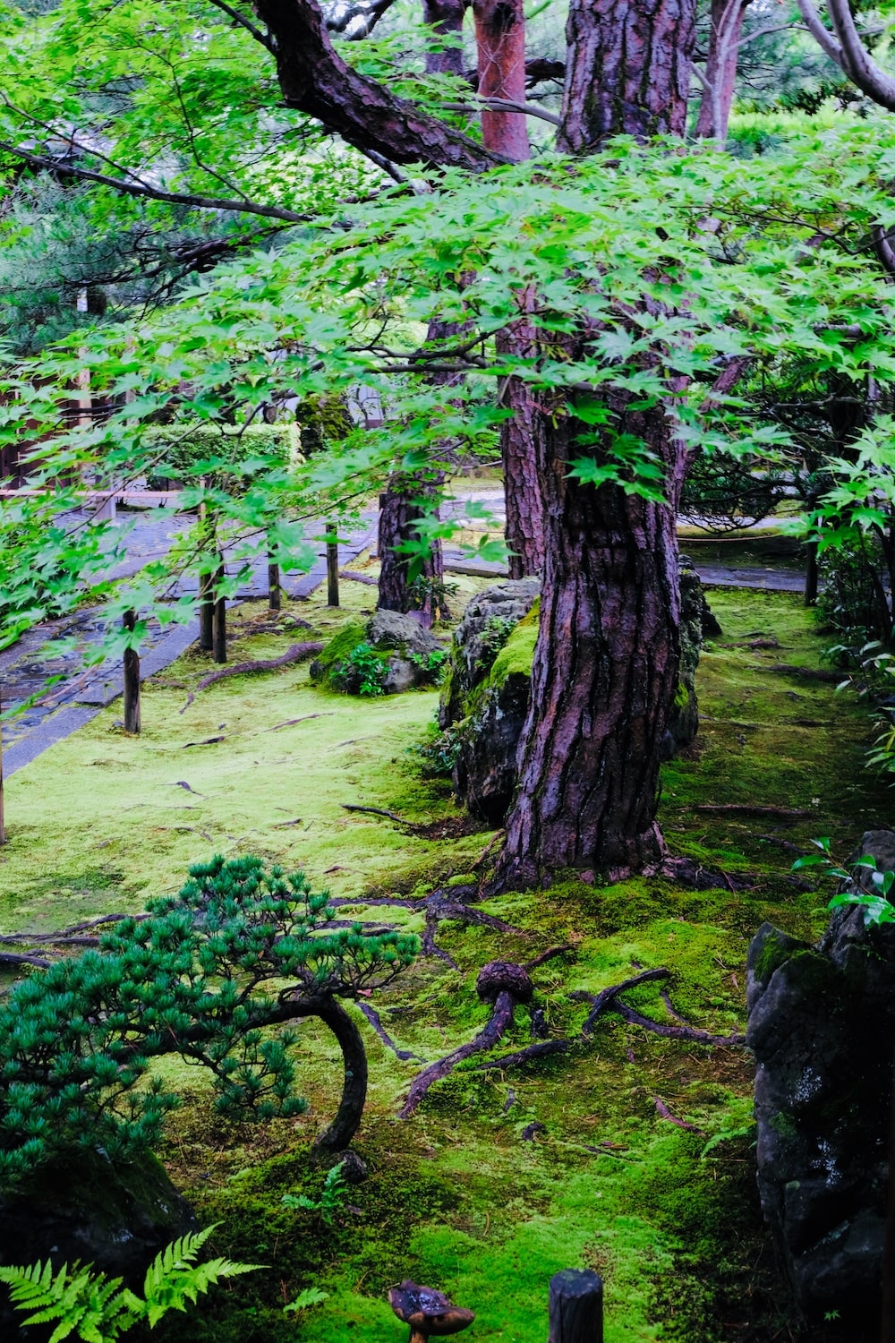 京都盛夏避暑好去處：妙心寺日本庭園「退藏院」、「桂春院」