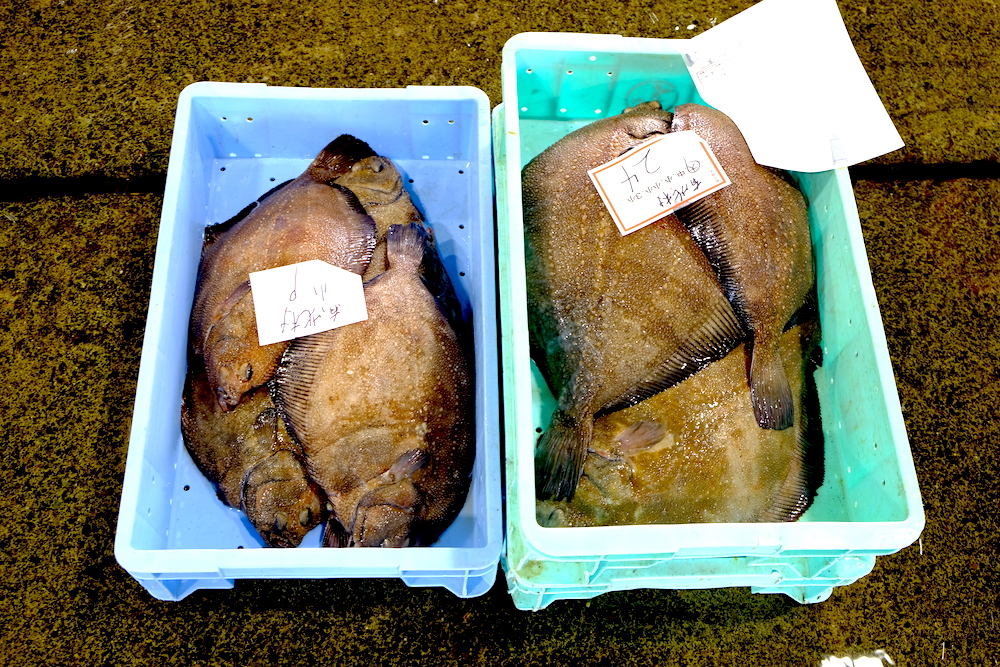 北海道採訪日記：羅臼市場競標見學，深入體驗在地魚市場