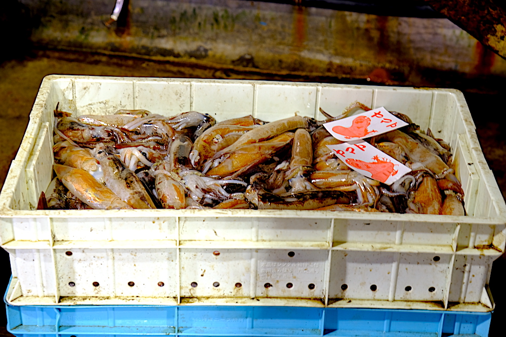 北海道採訪日記：羅臼市場競標見學，深入體驗在地魚市場