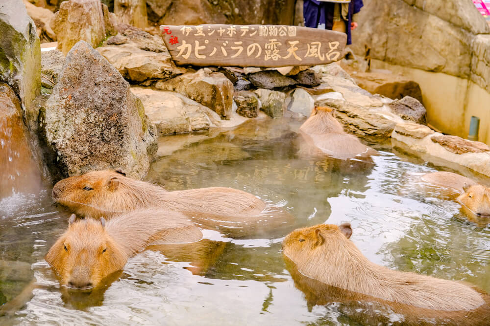 伊豆仙人掌動物公園 水豚君 泡澡比賽
