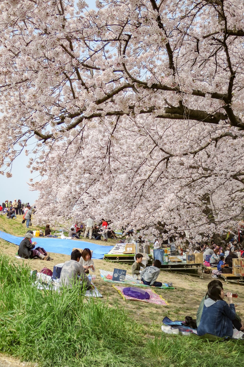 日本櫻花名所百選・埼玉「熊谷櫻堤」櫻花季野餐