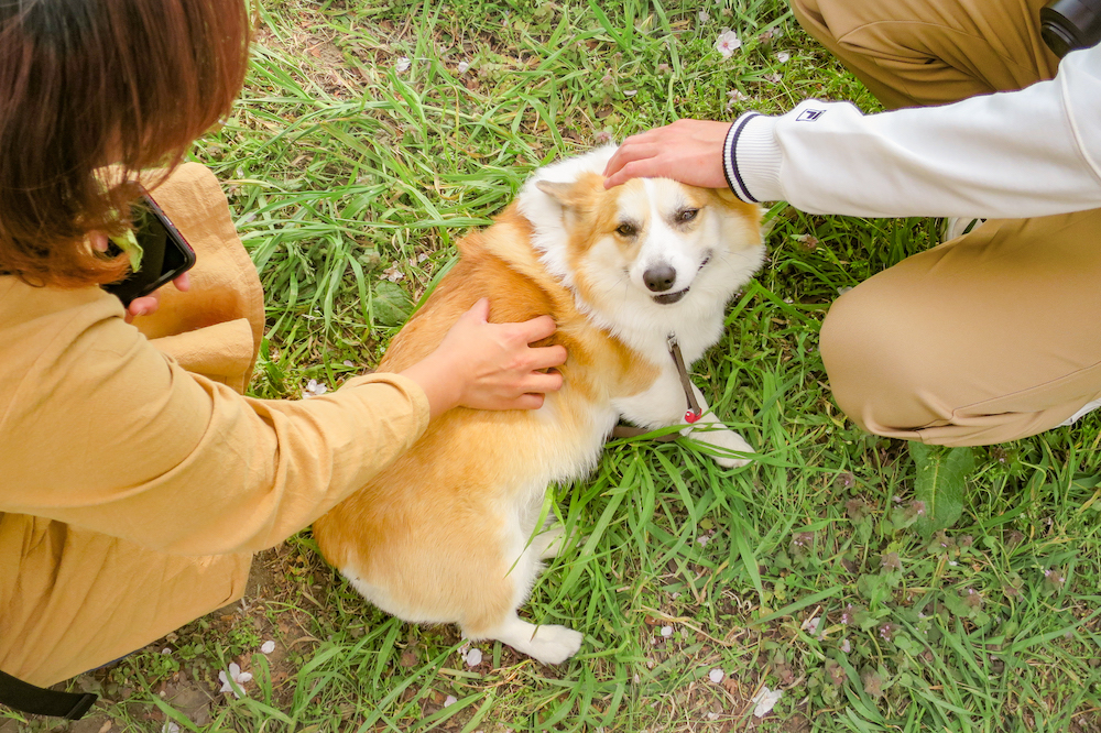 日本櫻花名所百選・埼玉「熊谷櫻堤」巧遇可愛的狗狗