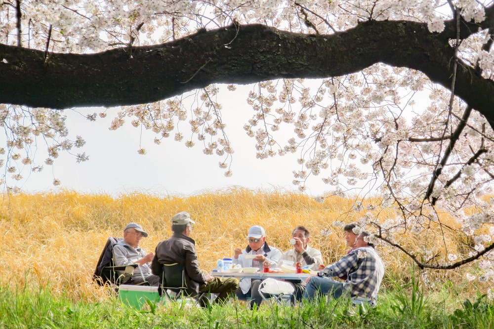 日本櫻花名所百選・埼玉「熊谷櫻堤」櫻花季野餐
