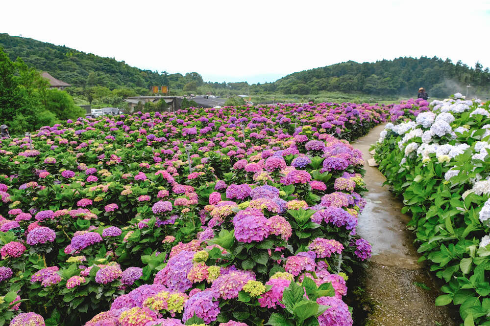 大梯田花卉生態農園42