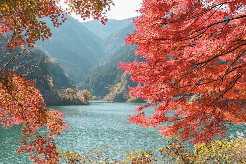埼玉飯能 名栗湖紅葉 自駕近郊小旅行 最美的水壩沿景 日和hiyori