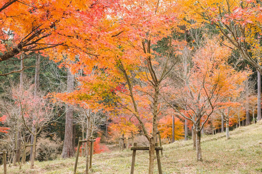 神奈川小旅行・湯河原溫泉「池峯もみじの郷」，走訪540棵晚秋楓紅美景