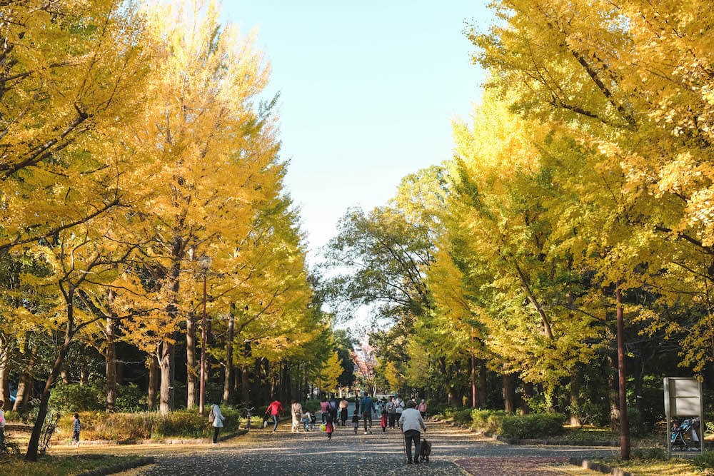 日本航空起點！在埼玉「所澤航空紀念公園」楓紅銀杏中享受愜意午後時光