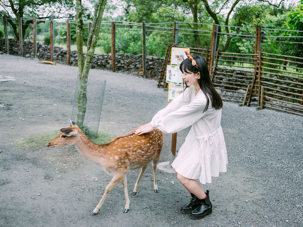 宜蘭景點・斑比山丘Bambi Land：迷你版奈良公園，療癒小鹿斑比＆迷你驢零距離互動