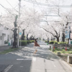 東京谷中靈園櫻花