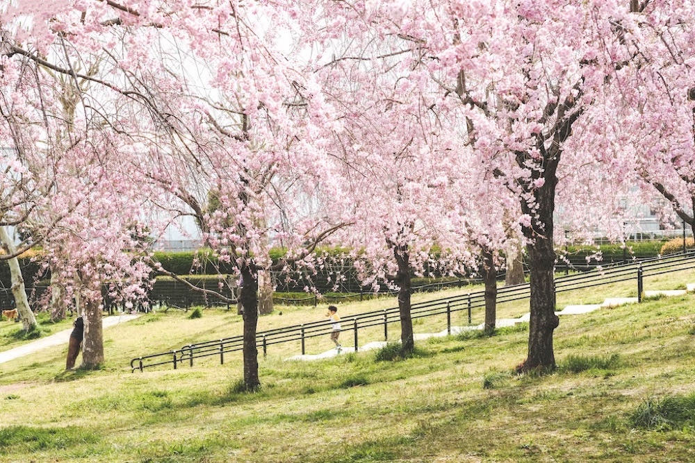 尾久の原公園 東京荒川區私藏賞櫻景點 隅田川旁近170棵八重紅枝垂櫻 雨情枝垂櫻 日和hiyori 尾久の原公園 東京荒川區私藏賞櫻景點 隅田川旁近170棵八重紅枝垂櫻 雨情枝垂櫻 日和hiyori