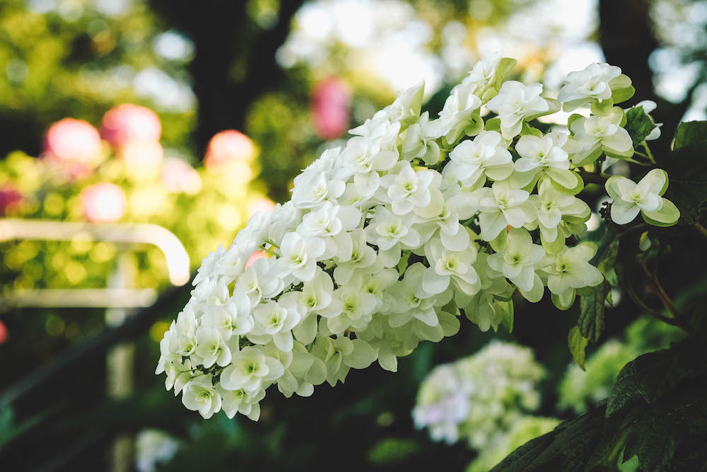 日劇 持續可能的戀愛 父親與女兒的結婚進行曲 公園森林浴約會取景地 金町水元公園 水杉森林 日和hiyori