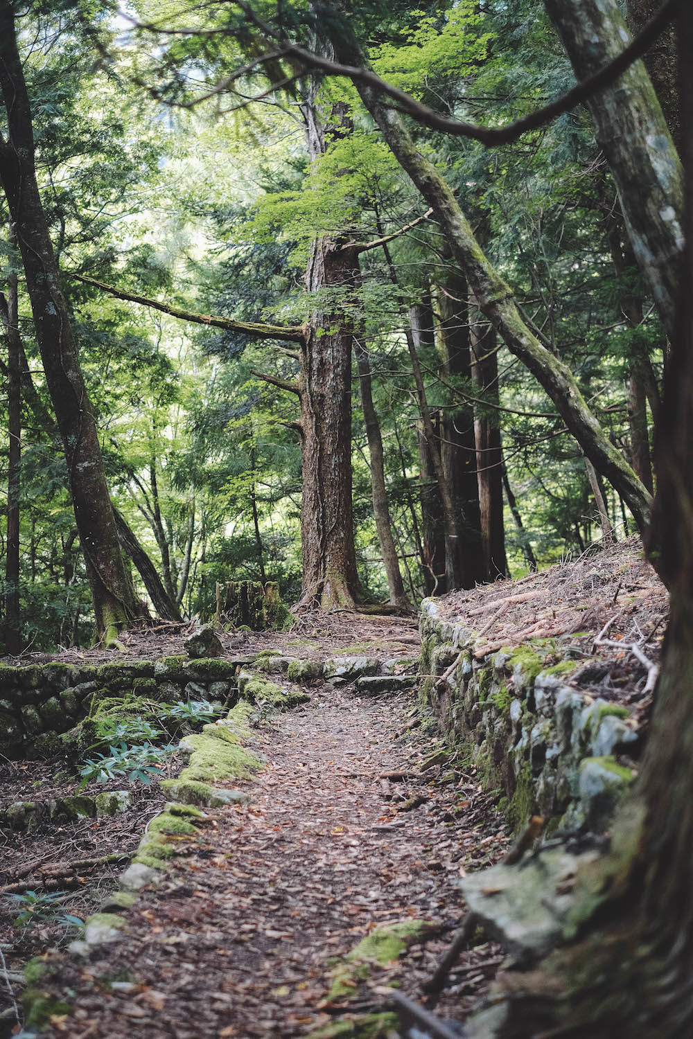 奈良採訪日記：下北山村3日遊・前鬼山集落跡深度旅行，擁抱自然療癒之旅208