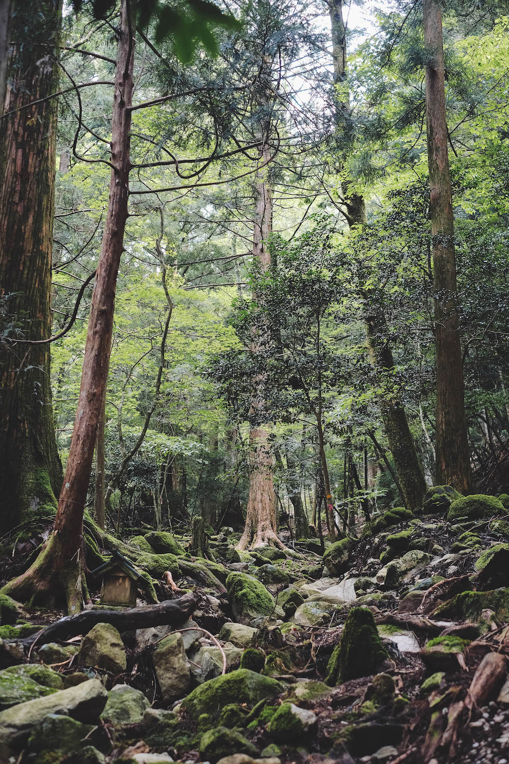 奈良採訪日記：下北山村3日遊・前鬼山集落跡深度旅行，擁抱自然療癒之旅210