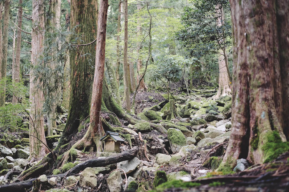 奈良採訪日記：下北山村3日遊・前鬼山集落跡深度旅行，擁抱自然療癒之旅213