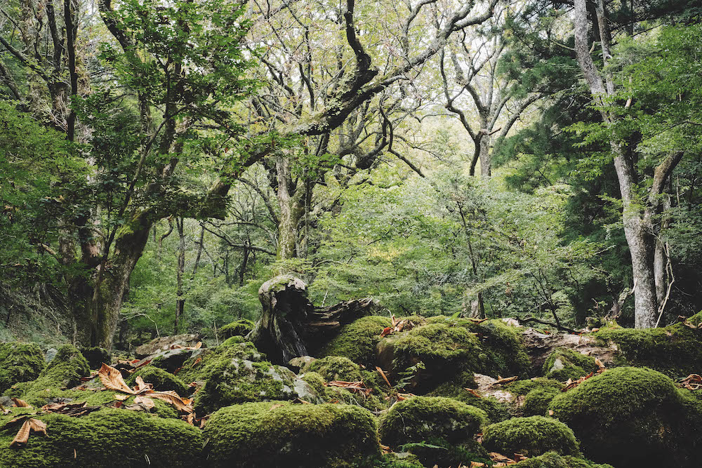 奈良採訪日記：下北山村3日遊・前鬼山集落跡深度旅行，擁抱自然療癒之旅226