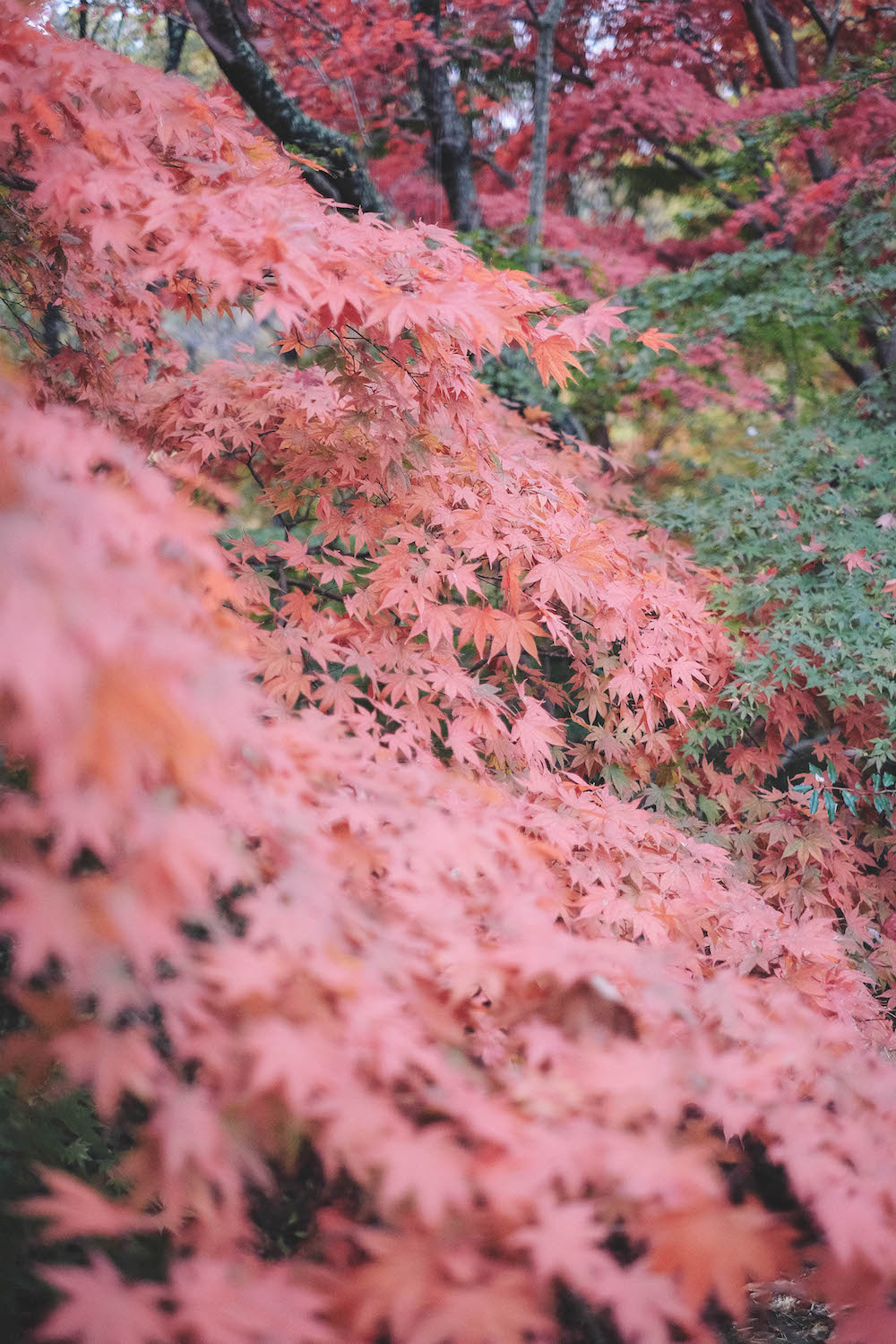 神戶市立森林植物園81