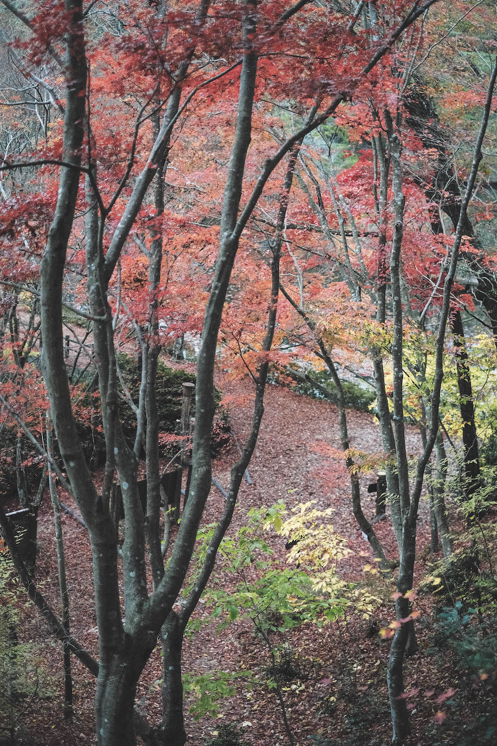 神戶市立森林植物園92