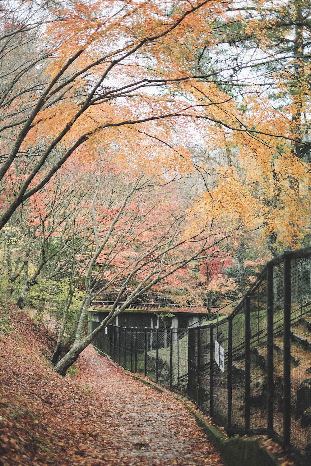 神戶市立森林植物園111
