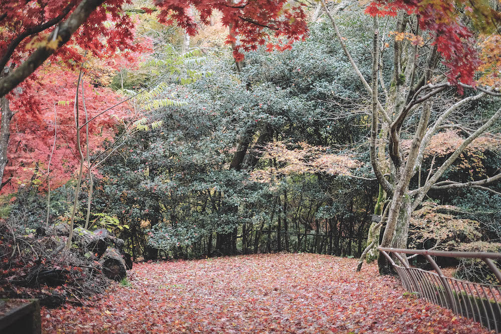 神戶市立森林植物園112