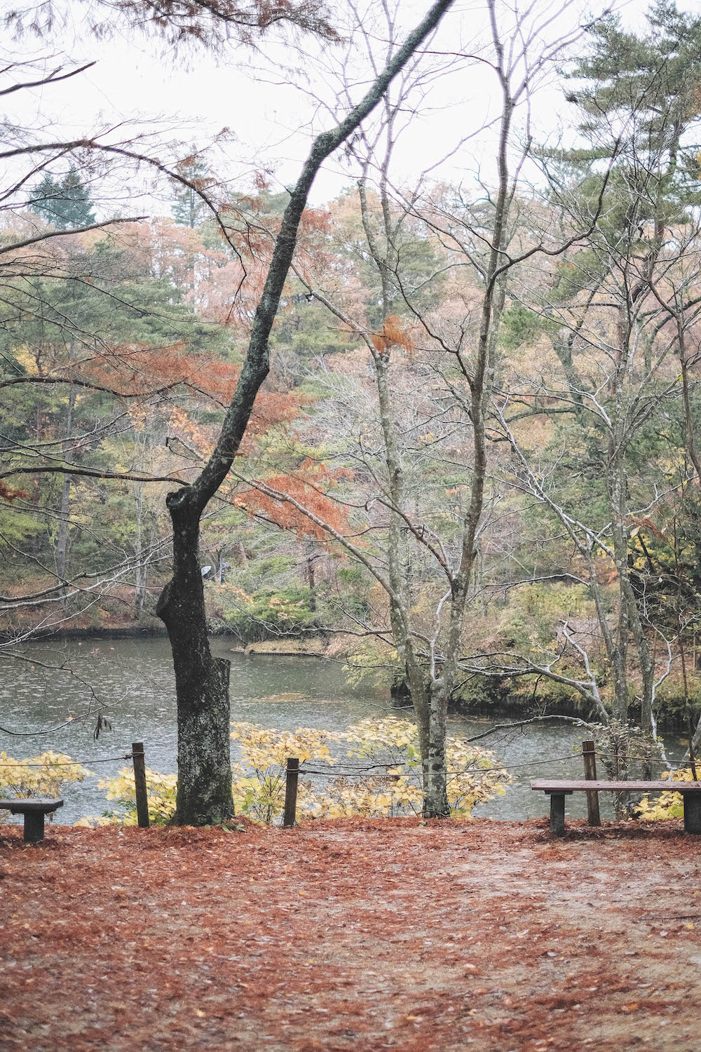 神戶市立森林植物園117