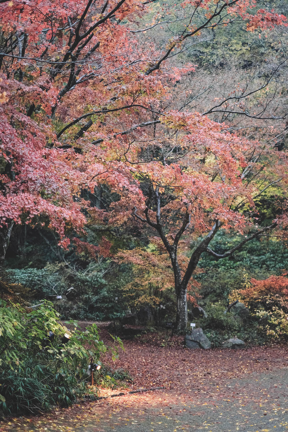 神戶市立森林植物園141
