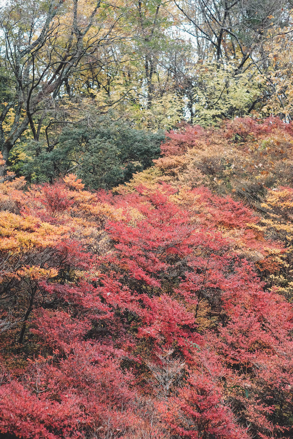 神戶市立森林植物園　森林內療癒秘境　11月底前秋季限定夜間點燈
