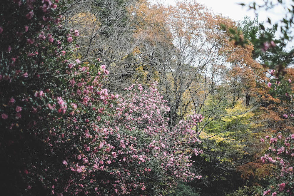 神戶市立森林植物園52