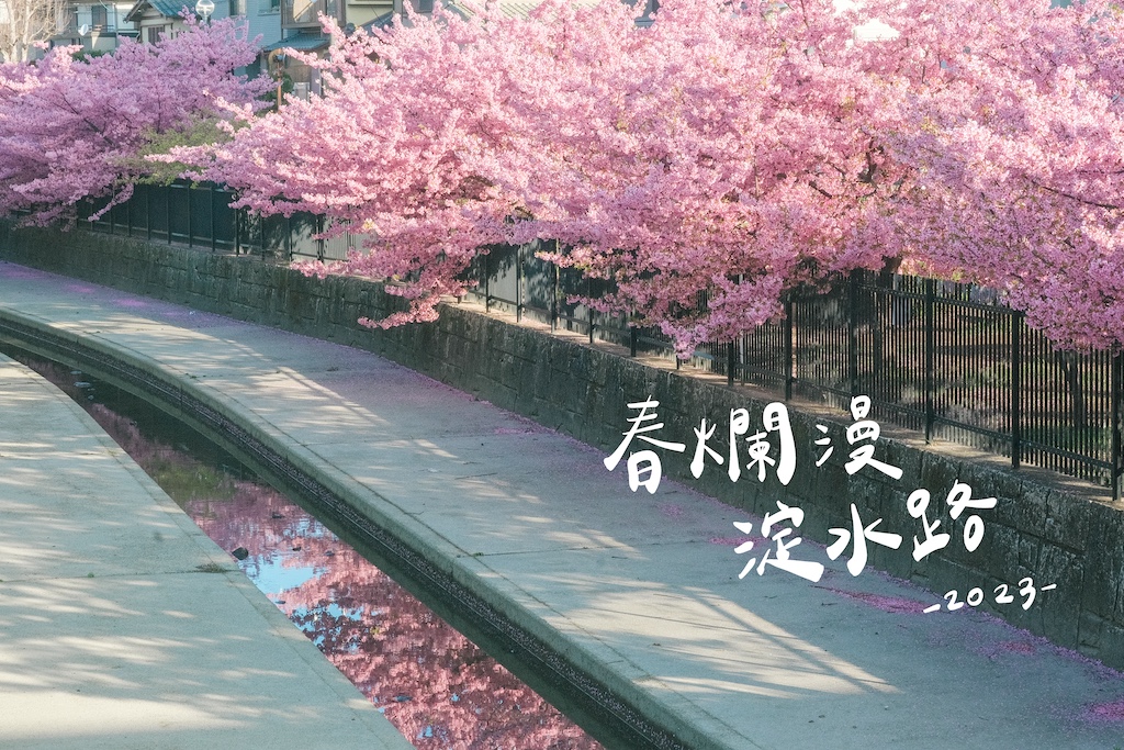 2023京都淀水路追櫻紀錄，春爛漫滿開河津櫻之旅