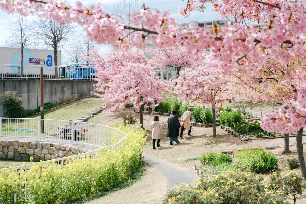 神戶・西鄉川河口公園：近摩耶站小眾景點，春季限定河津櫻＆黃色油菜花田