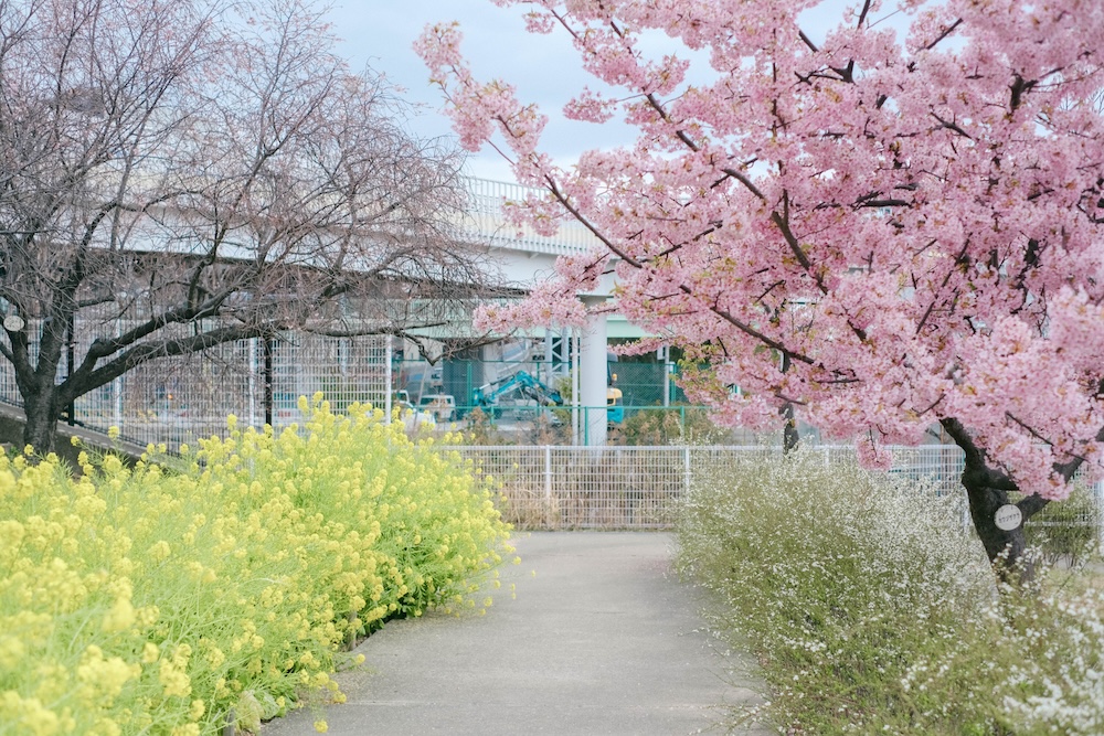 神戶・西鄉川河口公園：近摩耶站小眾景點，春季限定河津櫻＆黃色油菜花田24