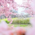 神戶・西鄉川河口公園：近摩耶站小眾景點，春季限定河津櫻＆黃色油菜花田