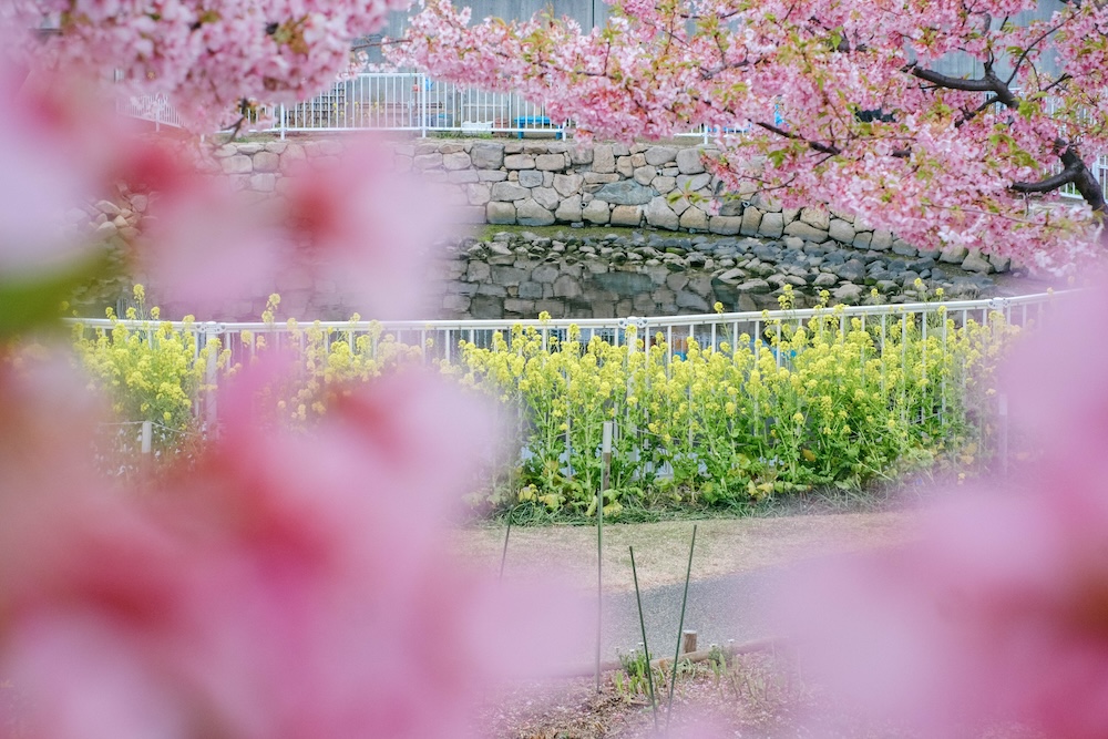 神戶・西鄉川河口公園：近摩耶站小眾景點，春季限定河津櫻＆黃色油菜花田36