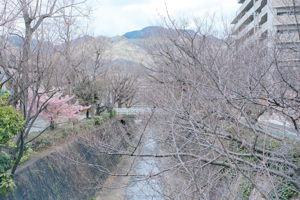 神戶・西鄉川河口公園：近摩耶站小眾景點，春季限定河津櫻＆黃色油菜花田40