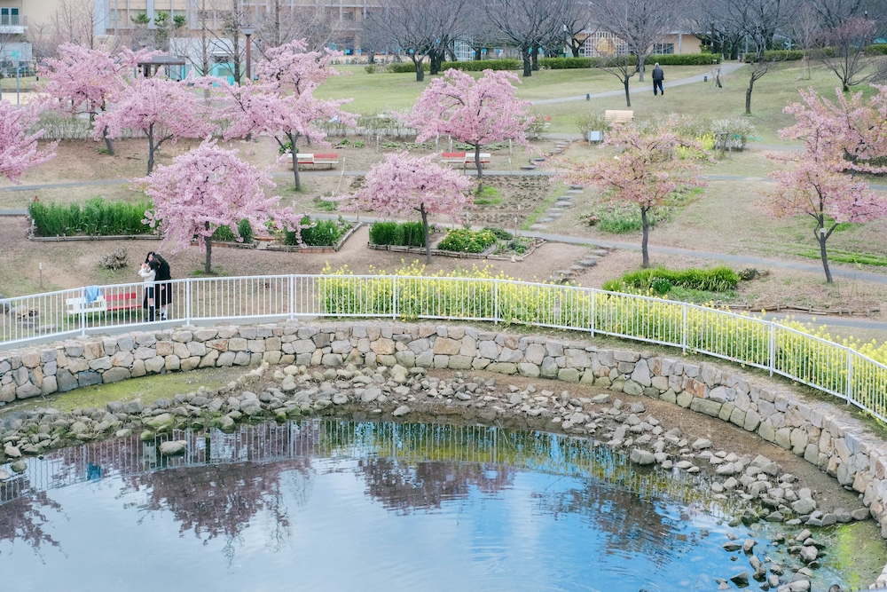 神戶・西鄉川河口公園：近摩耶站小眾景點，春季限定河津櫻＆黃色油菜花田43