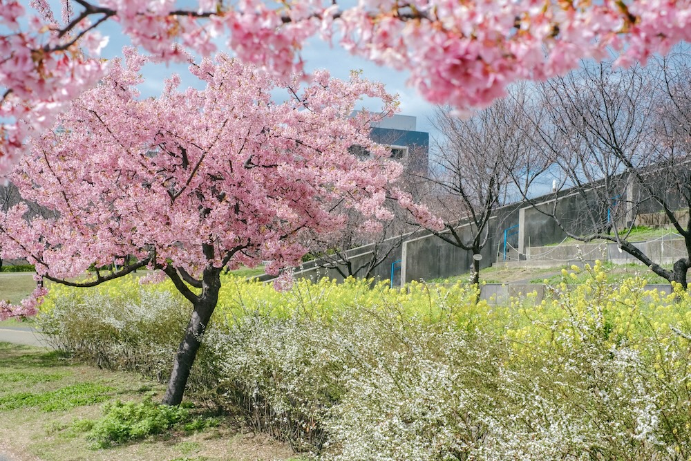 神戶・西鄉川河口公園：近摩耶站小眾景點，春季限定河津櫻＆黃色油菜花田5
