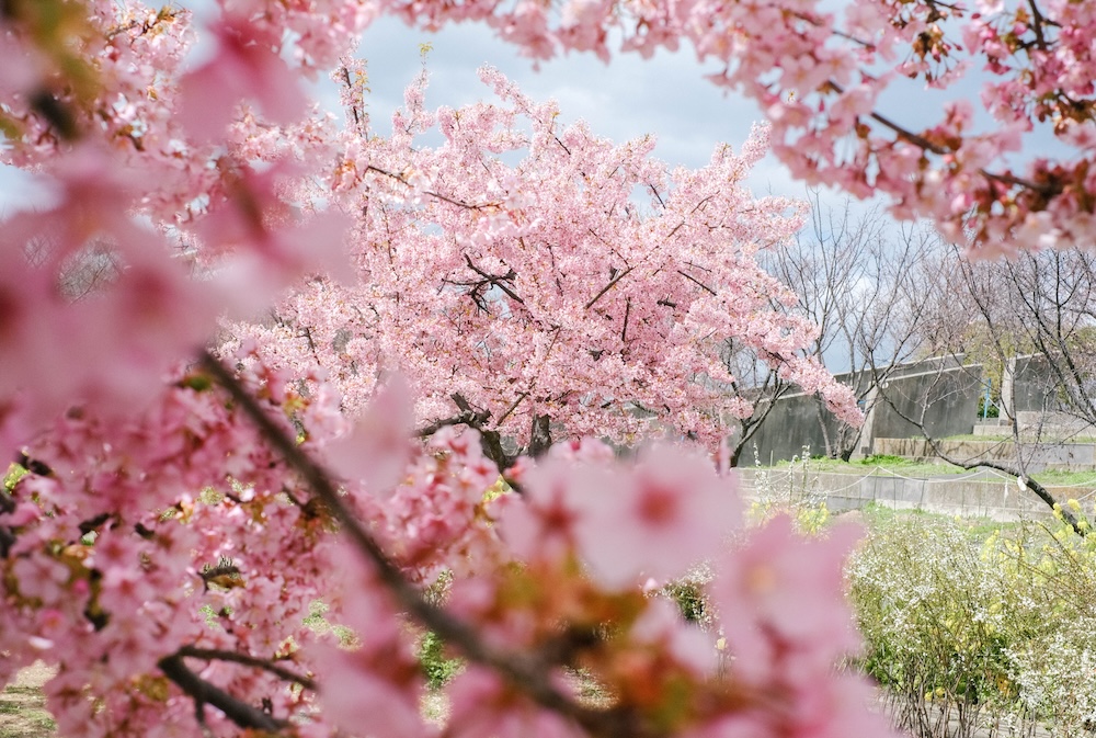 神戶・西鄉川河口公園：近摩耶站小眾景點，春季限定河津櫻＆黃色油菜花田8