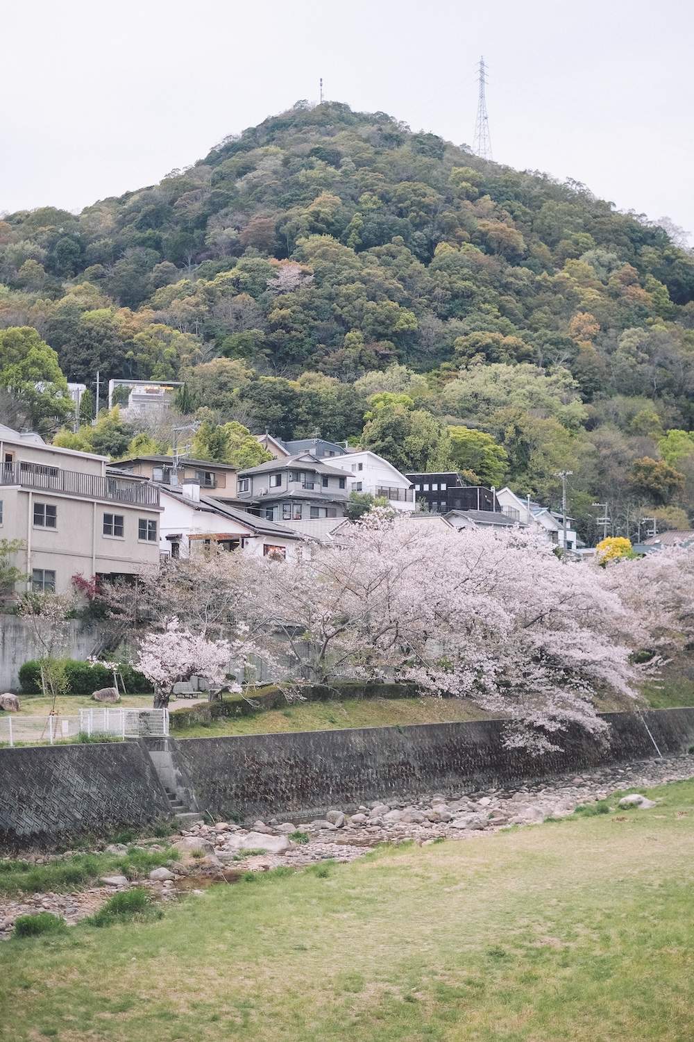 2025 蘆屋川 櫻花1