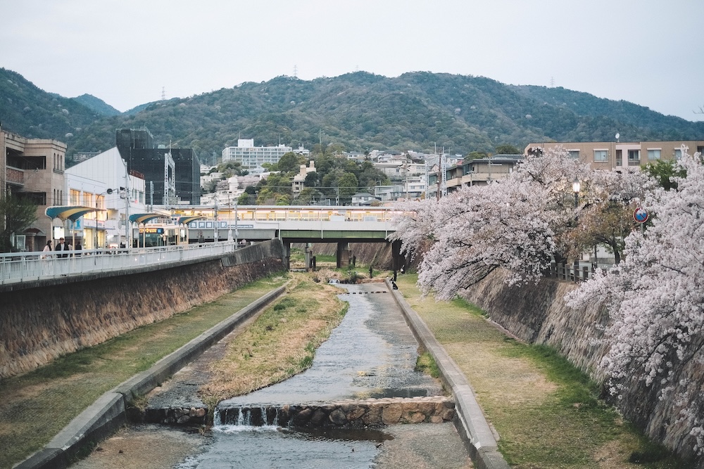 2025 蘆屋川 櫻花3