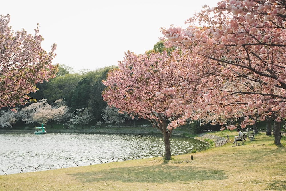 2025明石公園 櫻花2