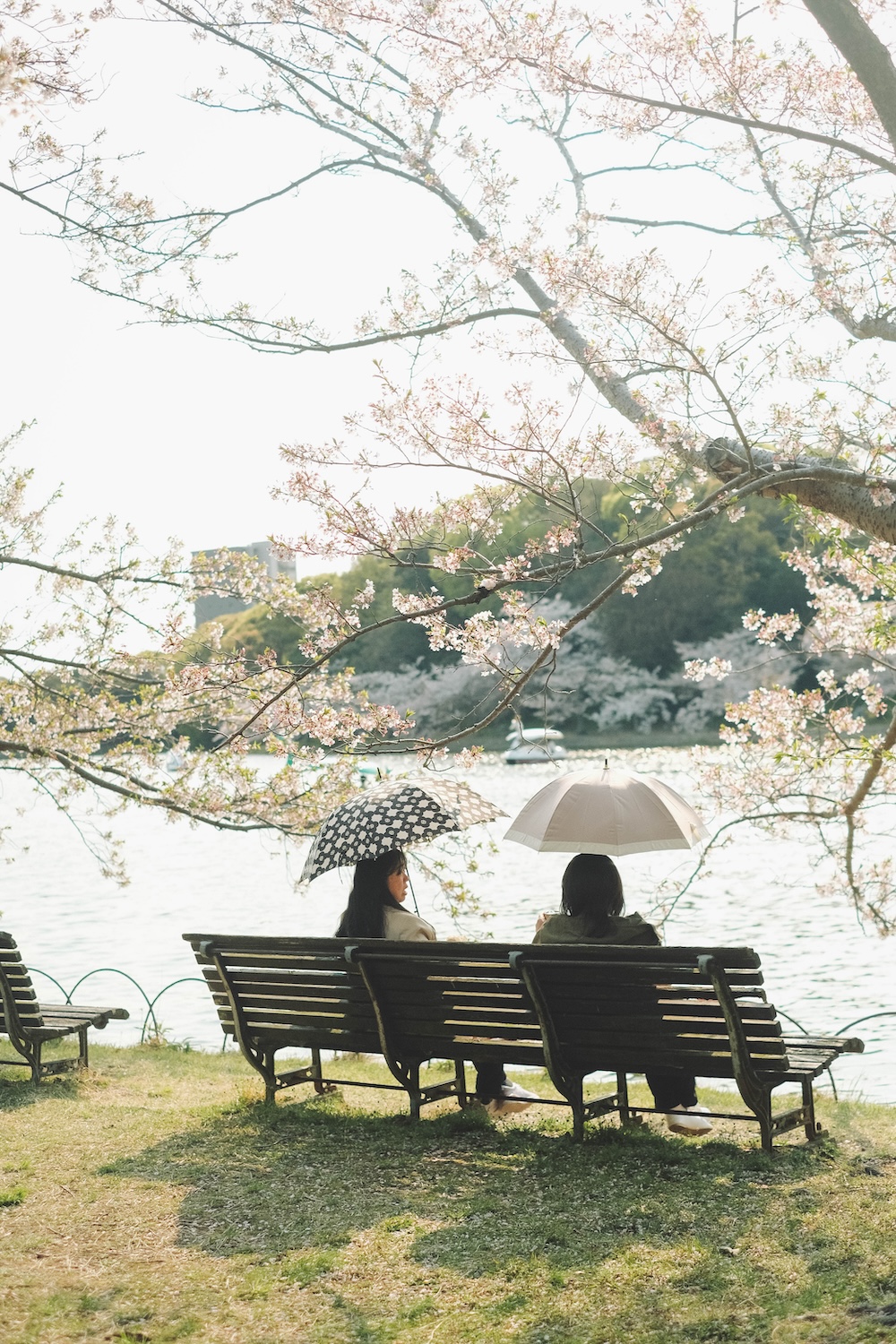2025明石公園 櫻花3